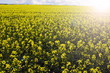 ����: Yellow rape field � bixusas #33464871
