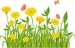 Green grass and flowers isolated on white Green grass and flowers isolated on white