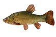 Photo: Tench Tench