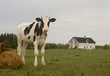 Holstein Calf