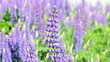 Field of blooming lupines flower on summertime