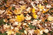 Autumn park