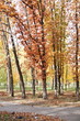 Autumn park