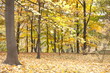 Autumn park