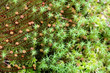 Foto: Background of Green Mosses (Polytrichum) Background of Green Mosses (Polytrichum)