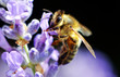 Honey Bee Honey Bee