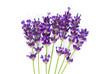 lavender isolated on white