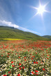 Fioritura sotto il sole Castelluccio