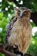 owl
