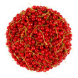 red currant bunch