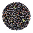 blackcurrant bunch