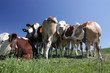 Happy Swiss cows under blue sky