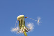 blowball after wind