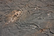 Kilauea Iki Crater Floor