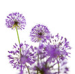 Beautiful Allium / abstract  on white