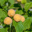 Gelbe Himbeeren