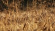 Campo di grano giallo - panoramica Campo di grano giallo - panoramica