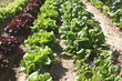 variedades de lechuga variedades de lechuga