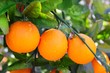 branch orange tree fruits green leaves in Spain branch orange tree fruits green leaves in Spain