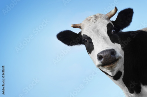Photo: Cow Cow