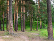 Beautiful summer landscape with pine trees Beautiful summer landscape with pine trees