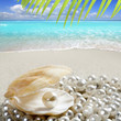 Caribbean pearl on shell white sand beach tropical