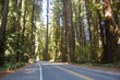 avenue of the giants
