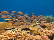 School of fish and coral on Great Barrier Reef Australia