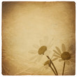 Vintage chamomile flowers background. Isolated on white. Vintage chamomile flowers background. Isolated on white.