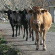Two black and one brown cows at Elbrus region Two black and one brown cows at Elbrus region