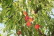 peach tree