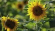 Girasoli Girasoli