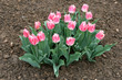 Tulips in a spring garden