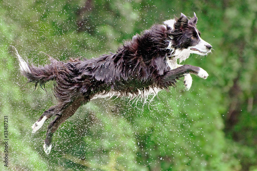 Photo: Wet border collie jumping off dock into water Wet border collie jumping off dock into water