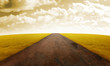 Gold grain fields