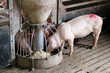 Pigs Eating
