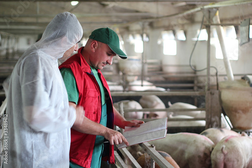Photo: Pig Farm Workers Pig Farm Workers