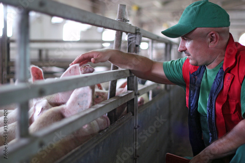 Photo: Pig Farming Pig Farming