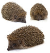 hedgehog. collage
