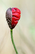 bouton de coquelicot