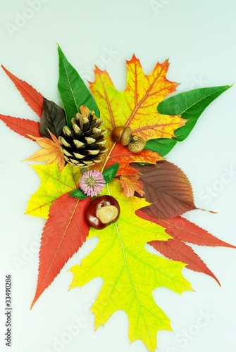 Foto: Bunte Laubblätter mit Waldfrüchten Bunte Laubblätter mit Waldfrüchten