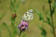 schöner schmetterling