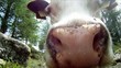 mucca e mosca