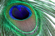 Closeup of Peacock Feather