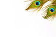 Peacock Feathers