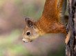 The squirrel close up