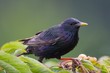 Starling in a Cherry Tree