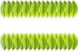 Leaves a white background