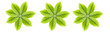 Leaves a white background