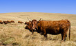 vaches